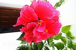 Evripides_s __1