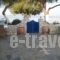 Floras Rooms_holidays_in_Hotel_Cyclades Islands_Milos_Apollonia