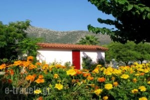 The Garden'S Studios_best prices_in_Hotel_Ionian Islands_Kefalonia_Kefalonia'st Areas