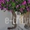 Eleftheria Veloudiou_best deals_Hotel_Cyclades Islands_Tinos_Tinosora