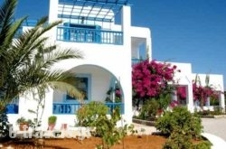 Sunflower studios in Agia, Larisa, Thessaly