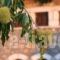 Arhontiko Parnona_travel_packages_in_Peloponesse_Lakonia_Karyes