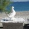 Avlakia Beach Studios & Apartments_best prices_in_Apartment_Aegean Islands_Samos_Samos Chora