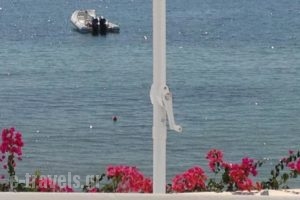 Hotel Irene_lowest prices_in_Hotel_Cyclades Islands_Paros_Paros Chora