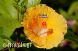 Stella Studios_s __1