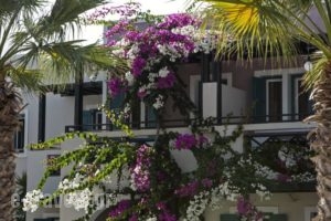 Rose Bay Hotel_best deals_Hotel_Cyclades Islands_Sandorini_kamari