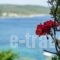Alex Studios_lowest prices_in_Hotel_Central Greece_Fthiotida_Pelasgia