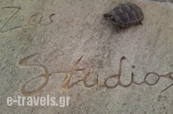 Zas Studios_s __1
