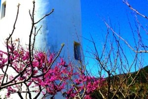 Windmill Complex_accommodation_in_Hotel_Cyclades Islands_Sifnos_Sifnos Chora