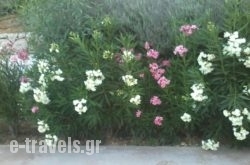 Ammos_s __1