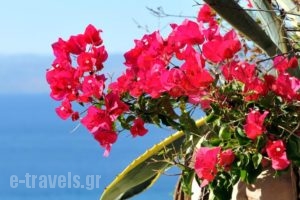 Hydra Erato_lowest prices_in_Hotel_PiraeusIslands - Trizonia_Hydra_Hydra Chora