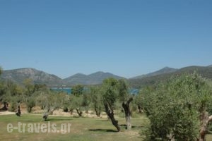 Gera's Olive Grove - Elaionas tis Geras_holidays_in_Hotel_Aegean Islands_Lesvos_Mytilene