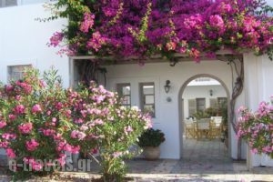 Despina's Rooms And Apartments_holidays_in_Room_Cyclades Islands_Paros_Naousa