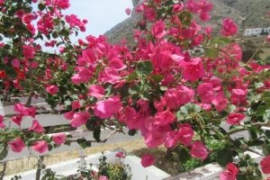 Morpheas Pension Rooms & Apartments_best deals_Room_Cyclades Islands_Sifnos_Kamares