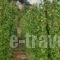 Ktima Bellou_best prices_in_Hotel_Thessaly_Larisa_Livadi