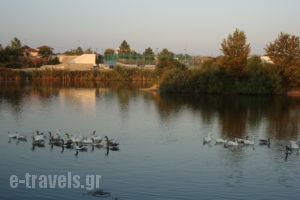 Xenonas Thrassa_accommodation_in_Hotel_Thraki_Evros_Tichero