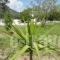 Ioanna_holidays_in_Room_Aegean Islands_Samos_MarathoKambos