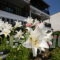 Oreos Appartments_accommodation_in_Room_Macedonia_Halkidiki_Sarti