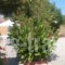 Villa Sandra_best deals_Villa_Sporades Islands_Skopelos_Skopelos Chora