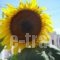 Alexander_holidays_in_Hotel_Piraeus Islands - Trizonia_Aigina_Agia Marina