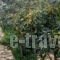 Stathoula's Studios_lowest prices_in_Hotel_Ionian Islands_Lefkada_Lefkada's t Areas