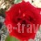 Phoenix Studios_lowest prices_in_Hotel_Macedonia_Halkidiki_Toroni