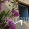 Domenica Apartments_best deals_Apartment_Crete_Rethymnon_Rethymnon City