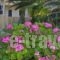 Domenica Apartments_best prices_in_Apartment_Crete_Rethymnon_Rethymnon City