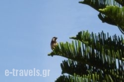 Maridatis Apartments_s __1