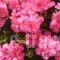 Villa Nikos & Rania_best deals_Villa_Sporades Islands_Skiathos_Skiathoshora