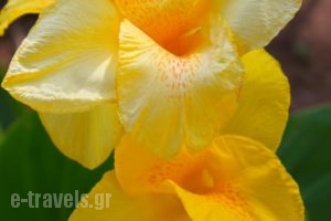 Ipsario Garden Hotel_lowest prices_in_Hotel_Aegean Islands_Thasos_Thasos Chora