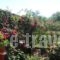Tasia Studios_best deals_Hotel_Ionian Islands_Corfu_Corfu Rest Areas