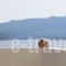 Margarita Rooms_best prices_in_Room_Cyclades Islands_Milos_Milos Chora