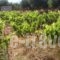 Zorbas Rooms_best deals_Room_Crete_Chania_Fragokastello