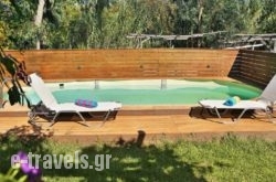 Olive Yard_s __2