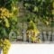 Alexandra Sofia_best prices_in_Hotel_Sporades Islands_Skopelos_Skopelos Chora