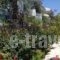 Studios Angela_lowest prices_in_Hotel_Aegean Islands_Samos_Pythagorio