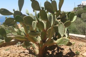 Margarita Home Hotel_best prices_in_Hotel_Cyclades Islands_Andros_Gavrio