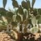 Margarita Home Hotel_best prices_in_Hotel_Cyclades Islands_Andros_Gavrio