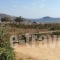 Aronis_travel_packages_in_Cyclades Islands_Naxos_Naxos chora