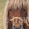 Ninemia Bungalows Hotel_best deals_Hotel_Central Greece_Evritania_Karpenisi
