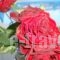 Creta Sun Hotel Studios_accommodation_in_Hotel_Crete_Heraklion_Aghia Pelagia