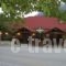 Guesthouse Kastania_accommodation_in_Hotel_Peloponesse_Arcadia_Levidi