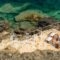 La Dolce Villa_holidays_in_Villa_Ionian Islands_Zakinthos_Laganas