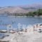 Camping Argostoli_best prices_in_Hotel_Ionian Islands_Kefalonia_Kefalonia'st Areas