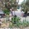 Anessis Studios_best prices_in_Hotel_Aegean Islands_Lesvos_Kalloni
