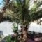 Anessis Studios_best deals_Hotel_Aegean Islands_Lesvos_Kalloni