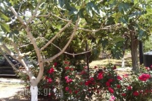 Studios Akrogiali_best deals_Hotel_Thessaly_Magnesia_Pilio Area