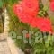 Mirabelle Hotel_lowest prices_in_Hotel_Ionian Islands_Zakinthos_Laganas