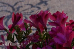 Hotel Ellique_best prices_in_Hotel_Dodekanessos Islands_Rhodes_Rhodes Chora